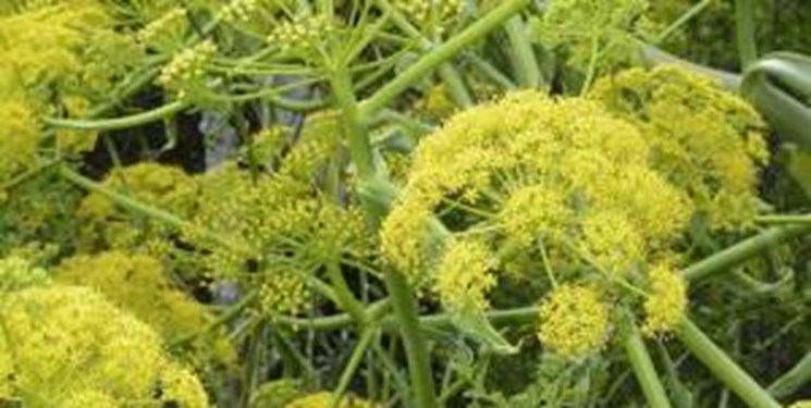 درآمد ۱۹۰ میلیارد کهگیلویه و بویراحمد از گیاه دارویی آنغوزه