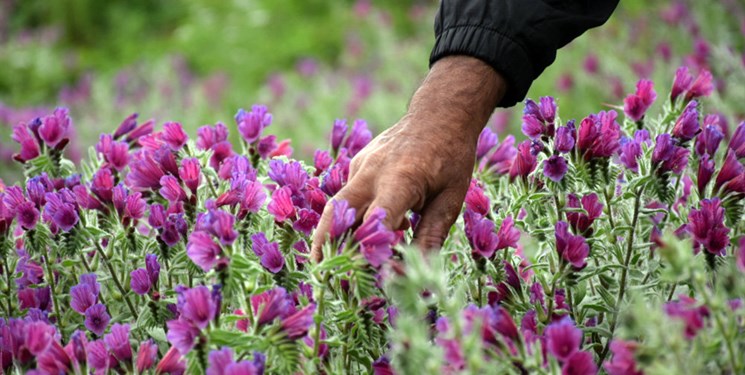 کهگیلویه و بویراحمد بهشت گیاهان دارویی/ آموزش کاشت به زیلایی رفت