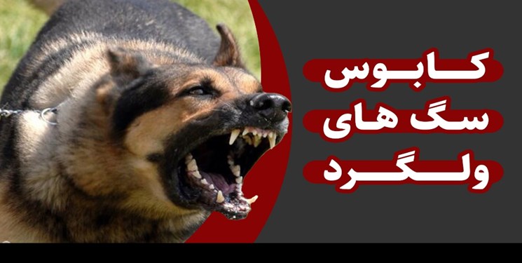بحران سگ‌های ولگرد در سی‌سخت/وقتی ضرب‌الاجل معاون استاندار بی‌خاصیت بود+فیلم