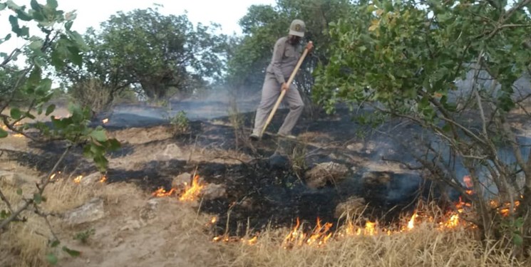 آتش زدن درختان بلوط منطقه حفاظت شده دنای شرقی با هدف زمین‌خواری