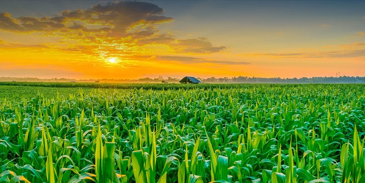 نگاهی به بخش کشاورزی کهگیلویه و بویراحمد پس از انقلاب/از شهرک آبزیپروری تا خودکفایی دام نگاهی به بخش کشاورزی کهگیلویه و بویراحمد پس از انقلاب/از شهرک آبزیپروری تا خودکفایی دام