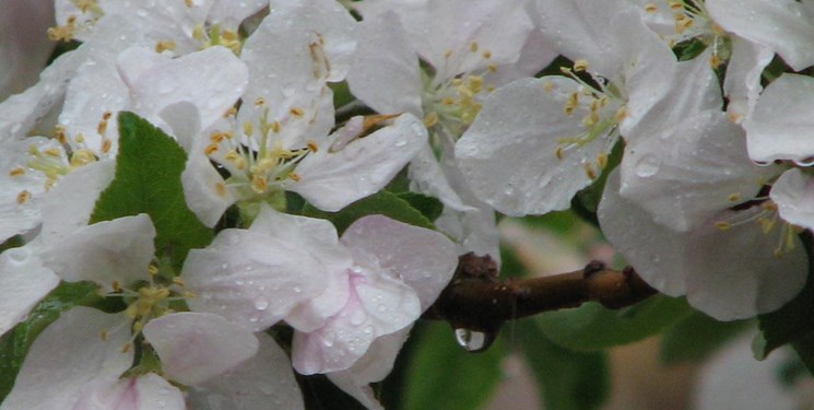 اعلام میزان بارش باران در کهگیلویه و بویراحمد/ بیشترین بارش در دلی‌خمسیر و دیشموک به ثبت رسید