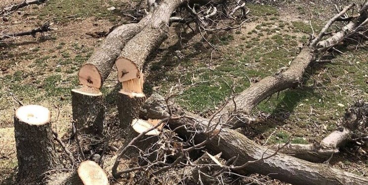 تاراج میراث طبیعی دنا هر گونی فقط ۱۵۰ هزار تومان/بلوطها در خواب محیط زیست و منابع طبیعی ایستاده میمیرند+تصاویر تاراج میراث طبیعی دنا هر گونی فقط ۱۵۰ هزار تومان/بلوطها در خواب محیط زیست و منابع طبیعی ایستاده میمیرند+تصاویر