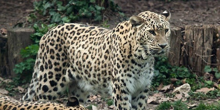 دامپزشکی علت مرگ پلنگ در کوه دیل گچساران را اعلام کرد