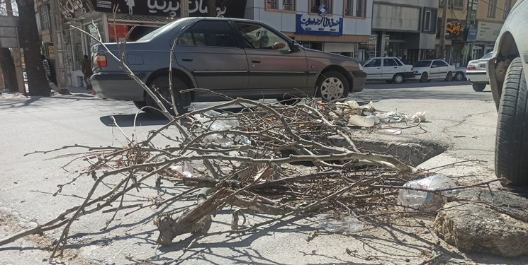 درختکاری عجیب در یاسوج!/آنچه خوبان همه دارند تو یکجا داری!+فیلم