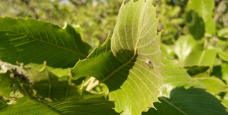 درخواست استاندار کهگیلویه  و بویراحمد از استانداران زاگرس نشین/ پیام احمدزاده به جوانان برای نجات جنگل های بلوط