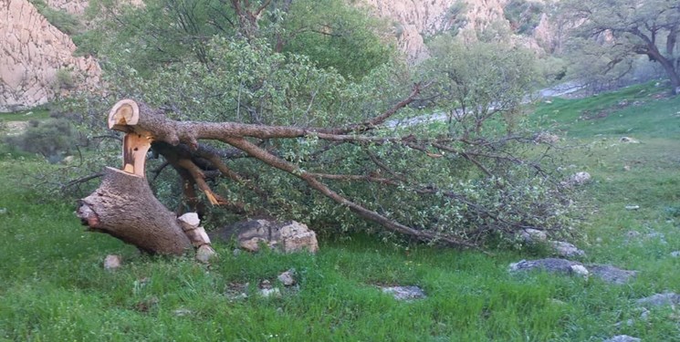 قاتل بلوطهای دشتک دیل شناسایی شد+تصاویر قاتل بلوطهای دشتک دیل شناسایی شد+تصاویر