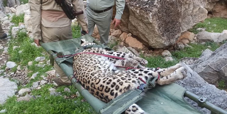 مرگ مشکوک توله پلنگ در کوههای گچساران+تصویر مرگ مشکوک توله پلنگ در کوههای گچساران+تصویر