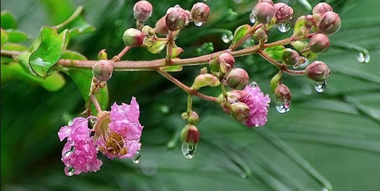 ورود سامانه بارشی جدید از روز یکشنبه/ هواشناسی کهگیلویه و بویراحمد هشدار زرد صادر کرد ورود سامانه بارشی جدید از روز یکشنبه/ هواشناسی کهگیلویه و بویراحمد هشدار زرد صادر کرد