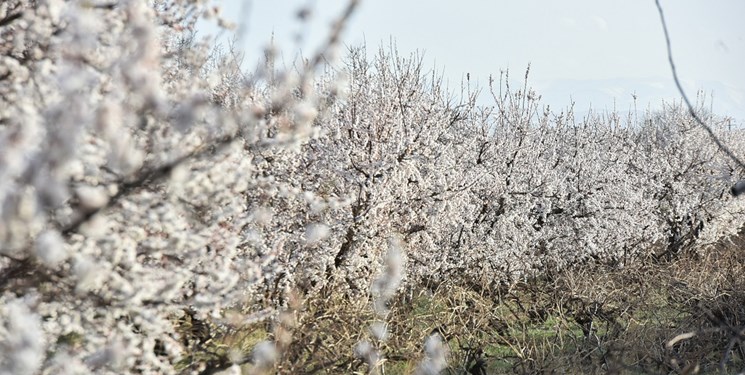 وضعیت جوی مرکز کهگیلویه و بویراحمد در نخستین روزهای بهار/ هوای بارانی در لحظه تحویل سال