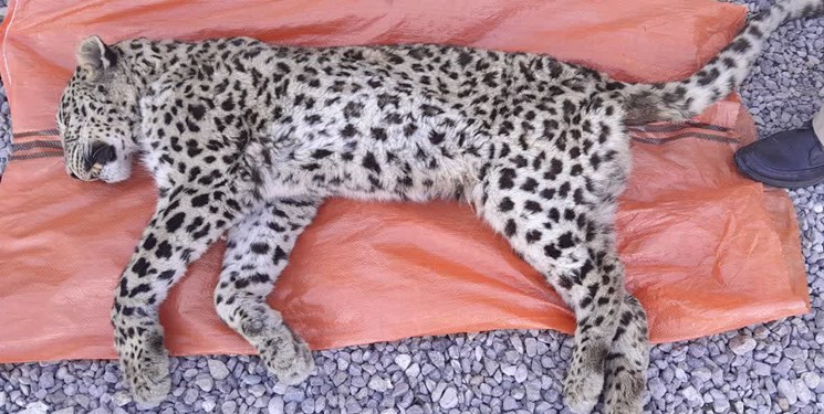 تلف شدن یک قلاده پلنگ در دنا تلف شدن یک قلاده پلنگ در دنا