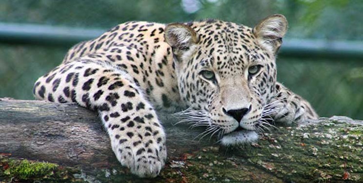 پلنگ و ۲ توله‌اش در کوه‌‌های روستای بهره‌عنا منشا خیر شدند/ آشناکردن مردم محلی با رفتار گونه «چتر» طبیعت