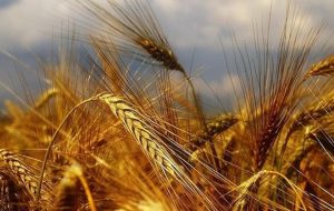 آغاز خرید تضمینی گندم از کشاورزان کهگیلویه و بویراحمد/ پیشبینی خرید ۷۰ هزار تن گندم آغاز خرید تضمینی گندم از کشاورزان کهگیلویه و بویراحمد/ پیشبینی خرید ۷۰ هزار تن گندم