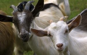 آغاز طرح سمپاشی کشتارگاه دام برخی شهرهای گرمسیری کهگیلویه و بویراحمد