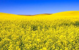 برداشت کلزا از مزارع کهگیلویه/پیش‌بینی خرید ۷۰۰ تن محصول از کشاورزان