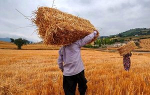 رکورد تولید گندم در کهگیلویه و بویراحمد شکسته شد