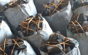 قاچاقچی زغال جنگلی نقره داغ شد