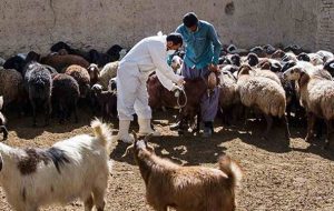 ۵۳۹ هزار راس دام سبک علیه بیماری تب مالت واکسینه می‌شوند