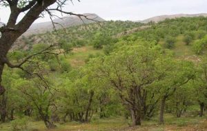 ۸ هزار هکتار از جنگل‌های کهگیلویه و بویراحمد درگیر آفت جوانه خوار بلوط