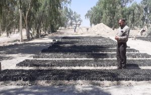 آخرین خبر از اجرای طرح مردمی کاشت نهال در گچساران+فیلم