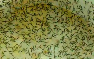 انتقاد از فعالیت ۷۲ مزرعه غیرمجاز پرورش ماهی در کهگیلویه و بویراحمد انتقاد از فعالیت ۷۲ مزرعه غیرمجاز پرورش ماهی در کهگیلویه و بویراحمد