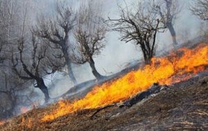 دستگیری عاملین آتش‌سوزی در کهگیلویه