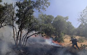 ۸ دلیل عمده نابودی جنگلهای کهگیلویه و بویراحمد ۸ دلیل عمده نابودی جنگلهای کهگیلویه و بویراحمد