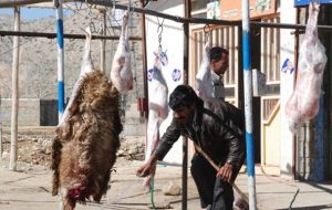 افزایش مبتلایان به تب مالت در سایه کشتارهای غیرمجاز دام در کهگیلویه و بویراحمد افزایش مبتلایان به تب مالت در سایه کشتارهای غیرمجاز دام در کهگیلویه و بویراحمد