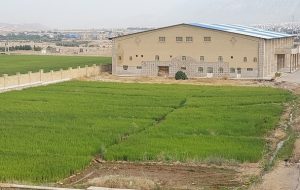 ماجرای برنجکاری در مجموعه ورزشی علیآباد یاسوج چیست؟+فیلم ماجرای برنجکاری در مجموعه ورزشی علیآباد یاسوج چیست؟+فیلم