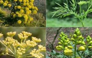 تیشه خام فروشی بر ریشه گیاهان دارویی کهگیلویه و بویراحمد تیشه خام فروشی بر ریشه گیاهان دارویی کهگیلویه و بویراحمد