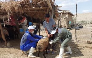 مددجویان سی سختی تحت آموزش‌های دامپزشکی قرار گرفتند