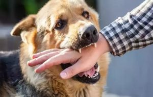 ۱۶۳ مورد سگ گزیدگی در گچساران ۱۶۳ مورد سگ گزیدگی در گچساران