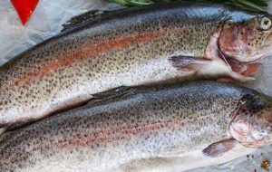 صادرات ماهیان سردآبی کهگیلویه و بویراحمد به‌نام سایر استان‌ها به خارج کشور