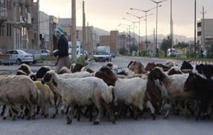 نگهداری غیرمجاز دام‌ها در باشت و بوستان؛ خطر بیماری‌‌های مشترک را جدی بگیرید