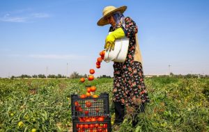 ویروسی شدن مزارع گوجه فرنگی کلاچوی کهگیلویه