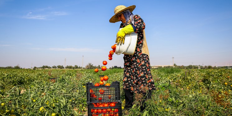 ویروسی شدن مزارع گوجه فرنگی کلاچوی کهگیلویه