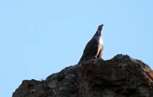 یک روز زیبا در دنا+فیلم