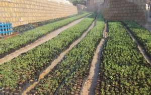 یک کار زیبا برای حفاظت از طبیعت در سد چمشیر یک کار زیبا برای حفاظت از طبیعت در سد چمشیر