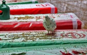 آماری از عقب ماندگی و کمک‌کاری‌ در راه برگزاری کنگره شهدای کهگیلویه و بویراحمد