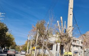 تصویر غم‌انگیز درختان در سی‌سخت