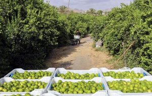 داستان تلخ لیموترش در باشت و کام شیرین مافیا و دلالان