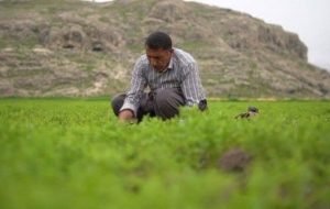 راه‌یابی مستند طلای سبز کهگیلویه و بویراحمد به دومین جشنواره ملی میراث فرهنگی