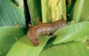 آفت «کرم برگخوار پاییزه» در کمین مزارع کهگیلویه است آفت «کرم برگخوار پاییزه» در کمین مزارع کهگیلویه است