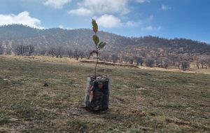 انجمن سبزنشینان سی‌سخت گرمابخش طبیعت در سرمای سوزان آذرماه+تصویر و فیلم