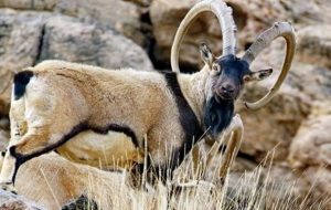 شلیک بیرحمانه از نقطه صفر به پازن دنا+تصویر شلیک بیرحمانه از نقطه صفر به پازن دنا+تصویر