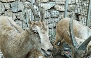 ماجرای ۳ راس کل و بز وحشی زنده در یک دامداری گچساران ماجرای ۳ راس کل و بز وحشی زنده در یک دامداری گچساران