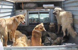 آغاز عملیات جمع‌آوری سگ‌های ولگرد در سی‌سخت و کم‌کاری برخی دستگاه‌ها