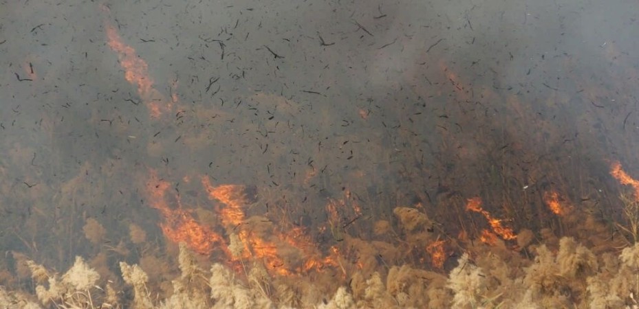 آتشسوزی سنگین «نیزارها» در گچساران+ تصاویر آتشسوزی سنگین «نیزارها» در گچساران+ تصاویر