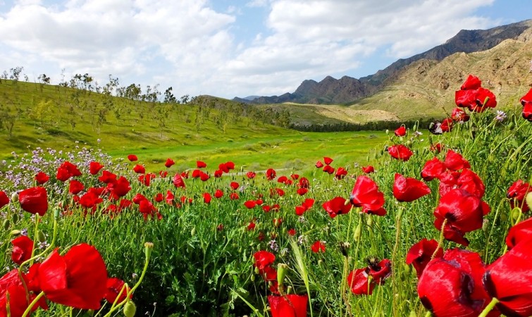 خودنمایی طبیعت در بام نفت ایران