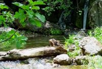 رود رونه، بهشت زیبای جنوب ایران+ تصاویر